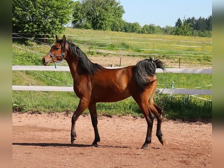 Vollblutaraber Wallach 2 Jahre 157 cm Brauner in Freiamt