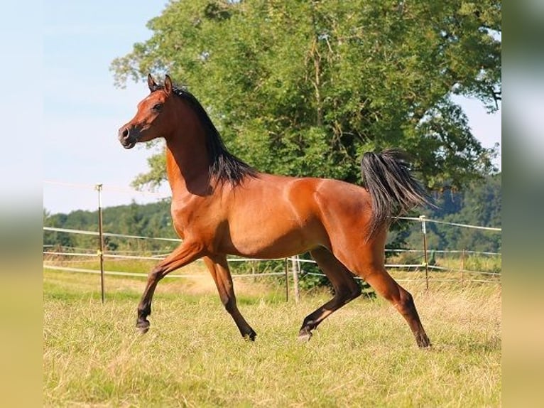 Vollblutaraber Wallach 2 Jahre 157 cm Brauner in Freiamt