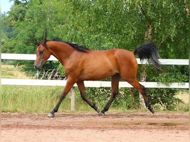 Vollblutaraber Wallach 2 Jahre 157 cm Brauner in Freiamt