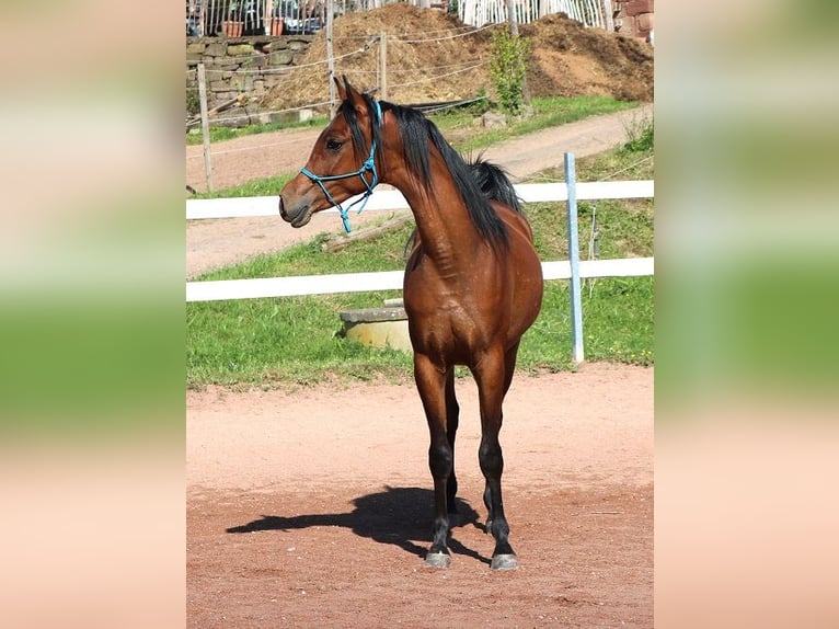 Vollblutaraber Wallach 2 Jahre 157 cm Brauner in Freiamt