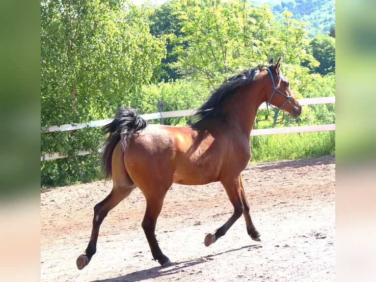 Vollblutaraber Wallach 2 Jahre 157 cm Brauner in Freiamt