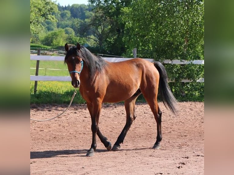 Vollblutaraber Wallach 2 Jahre 157 cm Brauner in Freiamt