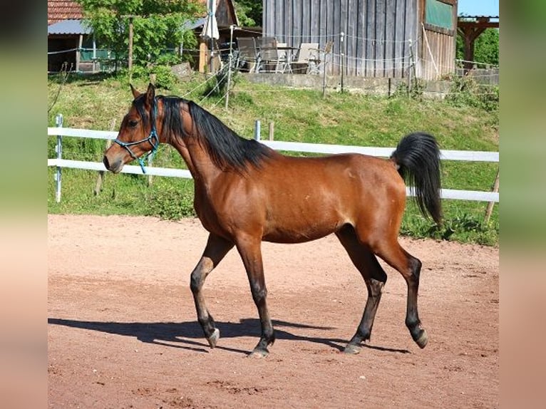 Vollblutaraber Wallach 2 Jahre 157 cm Brauner in Freiamt