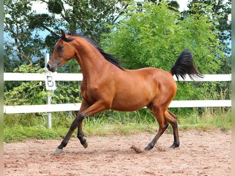 Vollblutaraber Wallach 2 Jahre 157 cm Brauner in Freiamt