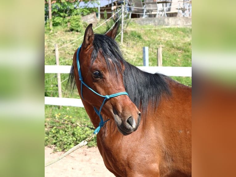 Vollblutaraber Wallach 2 Jahre 157 cm Brauner in Freiamt