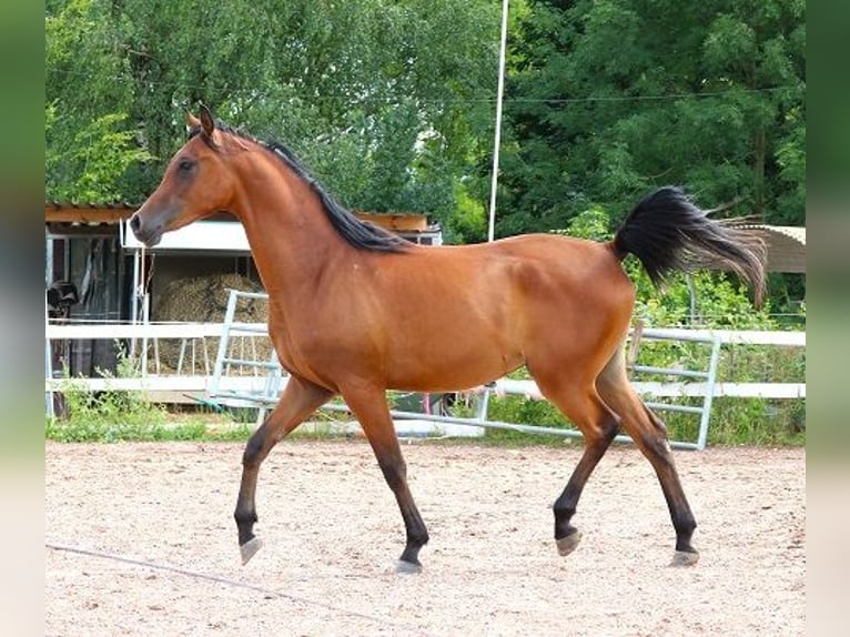 Vollblutaraber Wallach 2 Jahre 157 cm Brauner in Freiamt