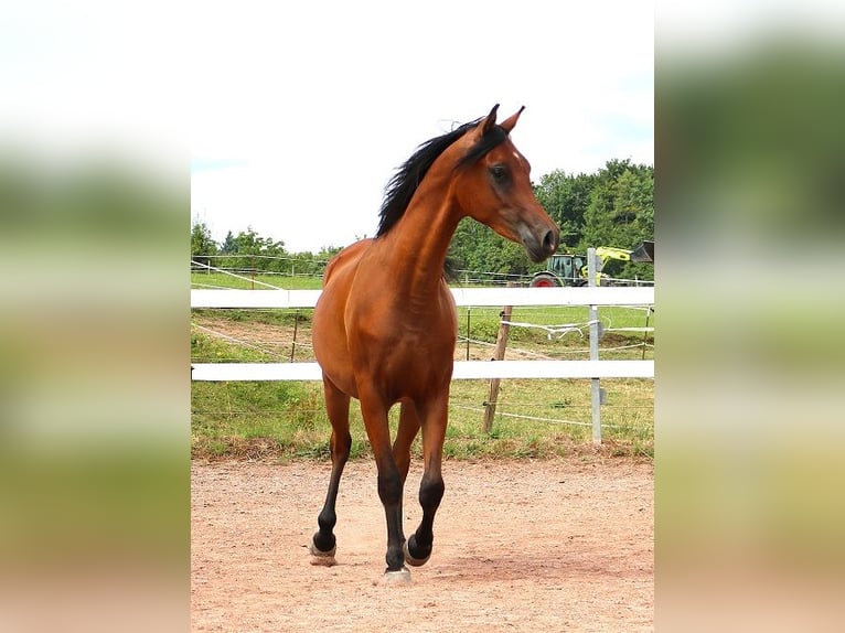Vollblutaraber Wallach 2 Jahre 157 cm Brauner in Freiamt