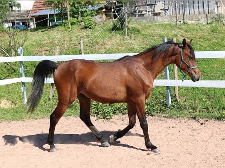 Vollblutaraber Wallach 2 Jahre 157 cm Brauner in Freiamt