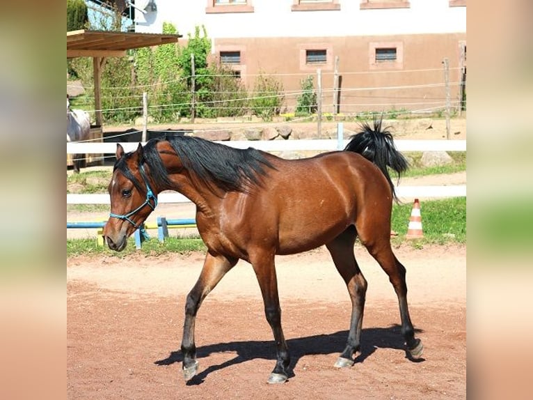 Vollblutaraber Wallach 2 Jahre 157 cm Brauner in Freiamt