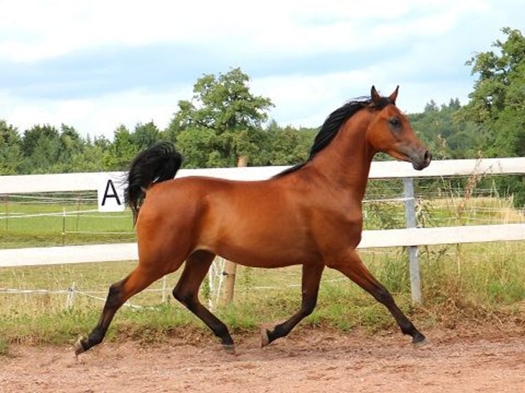 Vollblutaraber Wallach 2 Jahre 157 cm Brauner in Freiamt