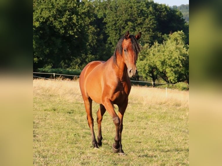 Vollblutaraber Wallach 2 Jahre 157 cm Brauner in Freiamt