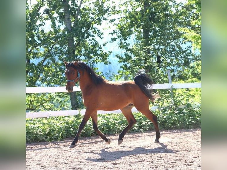 Vollblutaraber Wallach 2 Jahre 157 cm Brauner in Freiamt