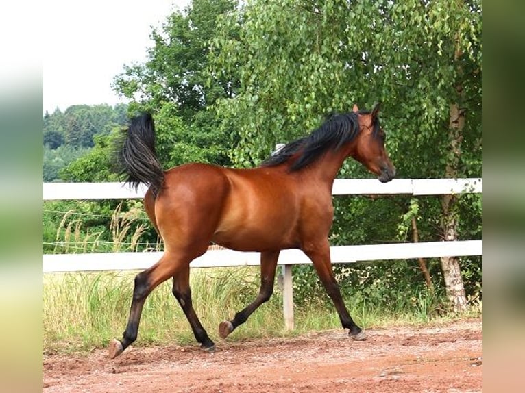Vollblutaraber Wallach 2 Jahre 157 cm Brauner in Freiamt