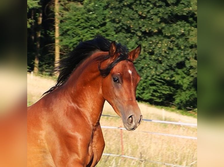 Vollblutaraber Wallach 2 Jahre 157 cm Brauner in Freiamt