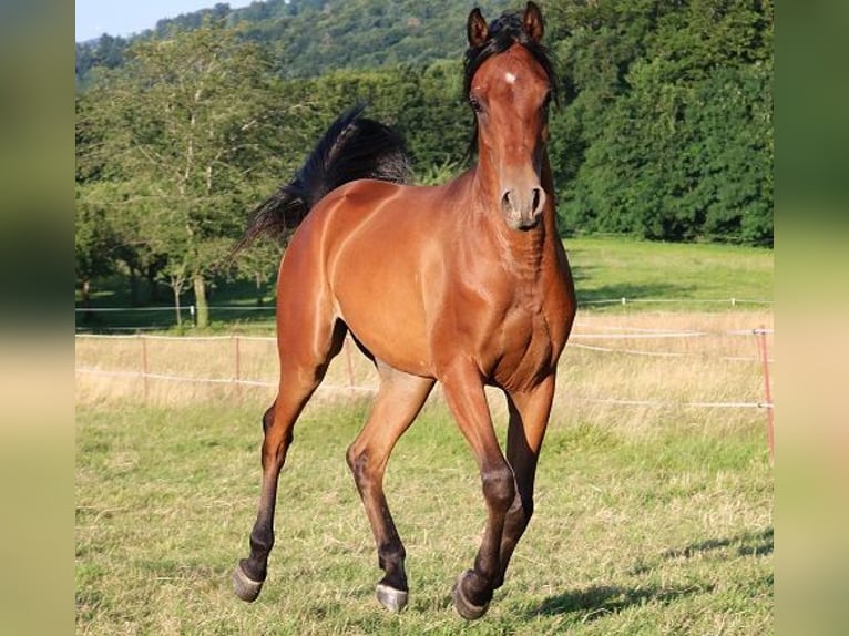 Vollblutaraber Wallach 2 Jahre 157 cm Brauner in Freiamt