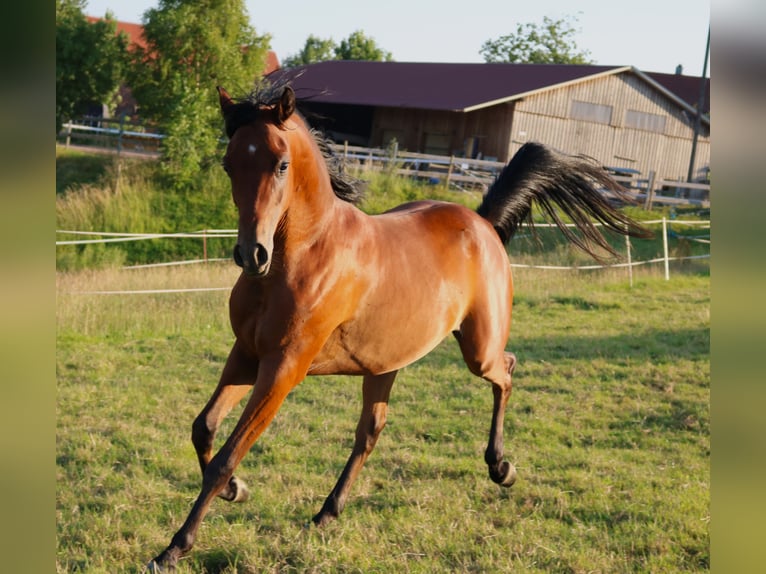 Vollblutaraber Wallach 2 Jahre 157 cm Brauner in Freiamt
