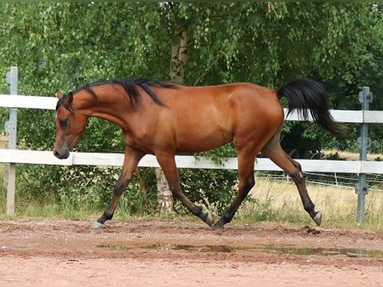 Vollblutaraber Wallach 2 Jahre 157 cm Brauner in Freiamt