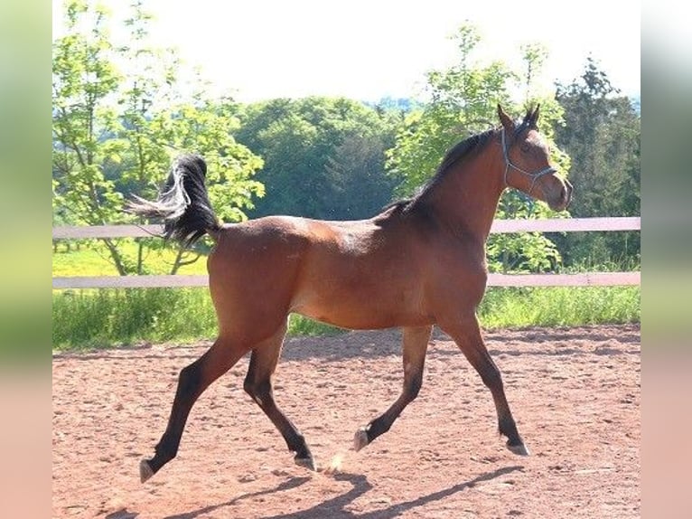Vollblutaraber Wallach 2 Jahre 157 cm Brauner in Freiamt