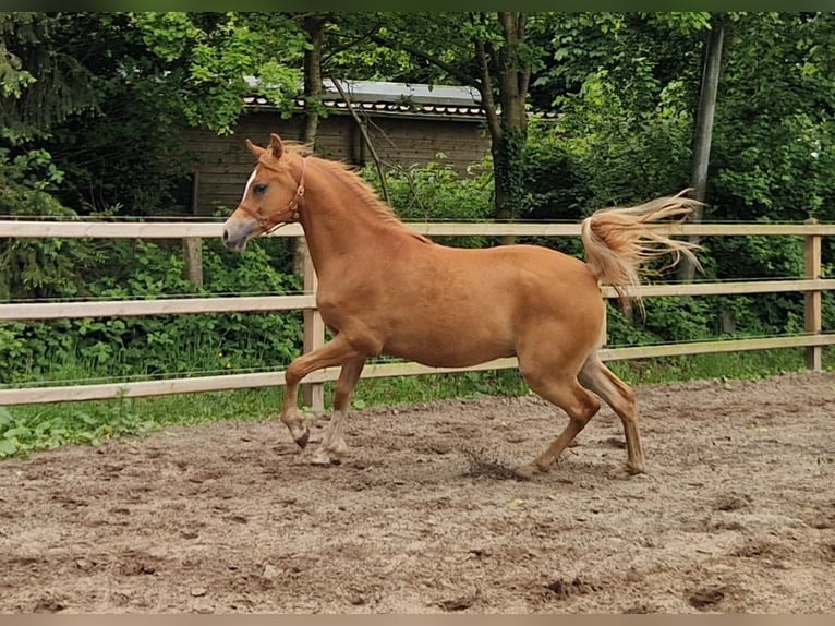Vollblutaraber Wallach 2 Jahre 158 cm Fuchs in Kolham
