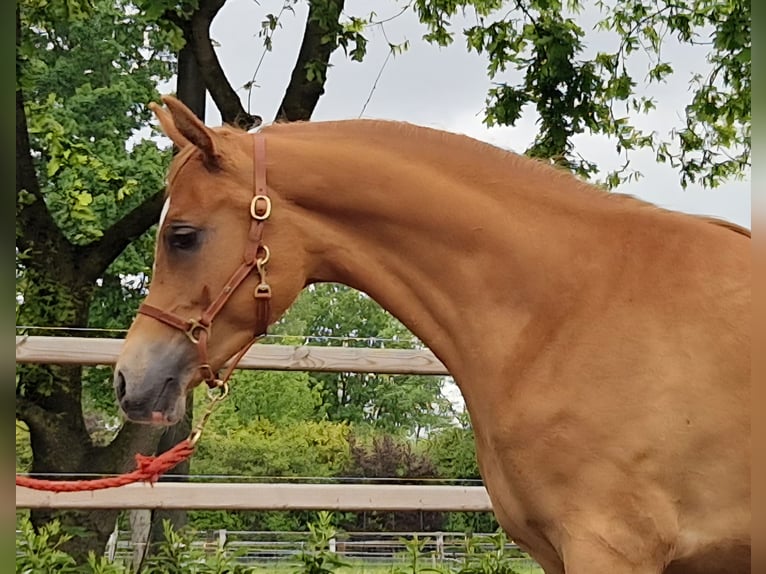 Vollblutaraber Wallach 2 Jahre 158 cm Fuchs in Kolham