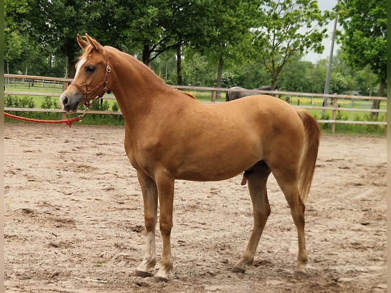 Vollblutaraber Wallach 2 Jahre 158 cm Fuchs in Kolham