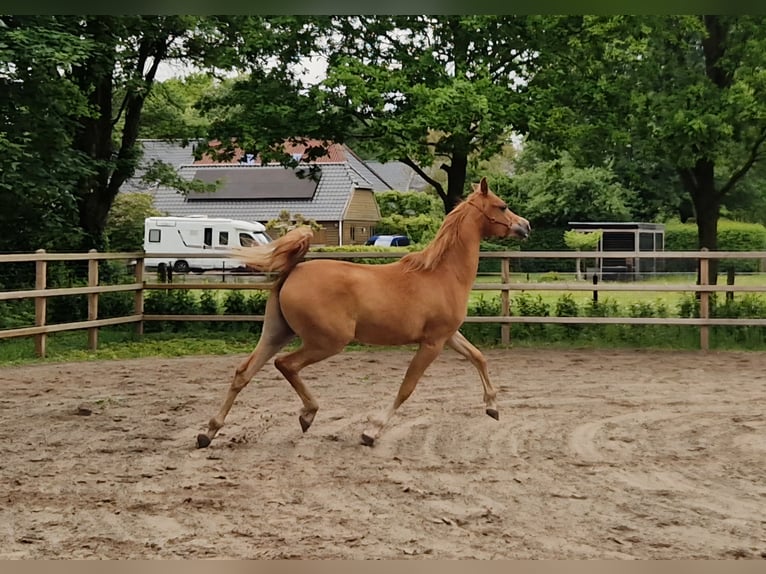 Vollblutaraber Wallach 2 Jahre 158 cm Fuchs in Kolham