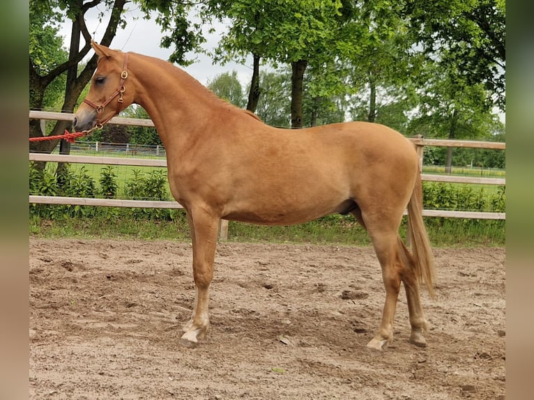 Vollblutaraber Wallach 2 Jahre 158 cm Fuchs in Kolham