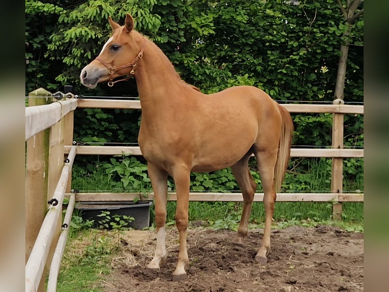 Vollblutaraber Wallach 2 Jahre 158 cm Fuchs in Kolham