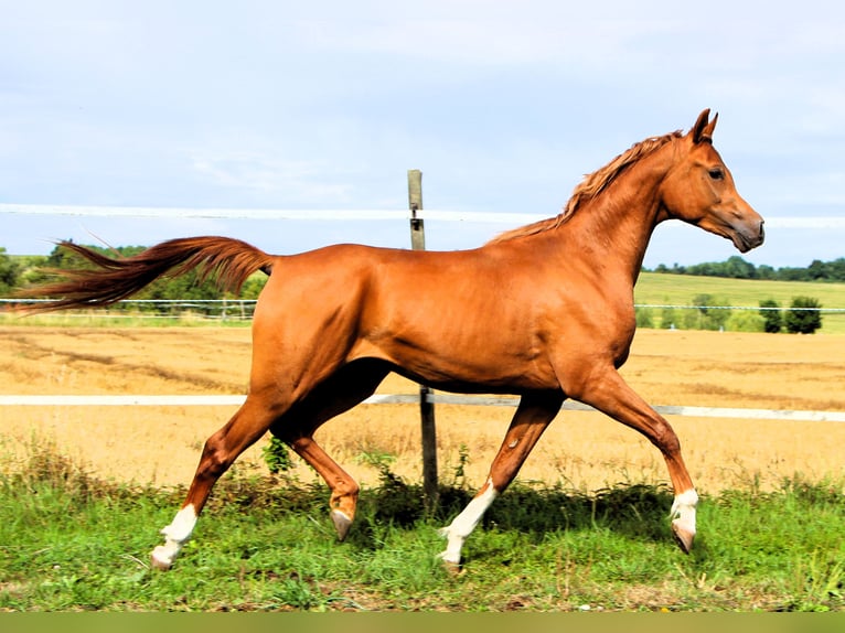Vollblutaraber Wallach 2 Jahre 159 cm Fuchs in Kehl