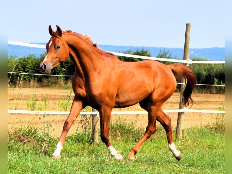 Vollblutaraber Wallach 2 Jahre 159 cm Fuchs in Kehl