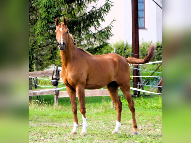 Vollblutaraber Wallach 2 Jahre 159 cm Fuchs in Kehl