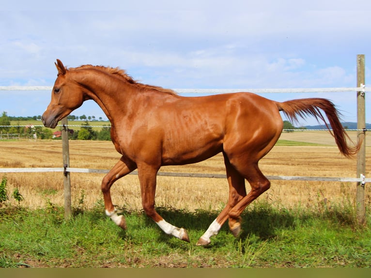 Vollblutaraber Wallach 2 Jahre 159 cm Fuchs in Kehl