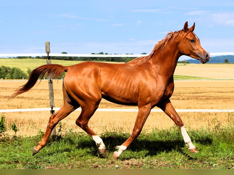 Vollblutaraber Wallach 2 Jahre 159 cm Fuchs in Kehl