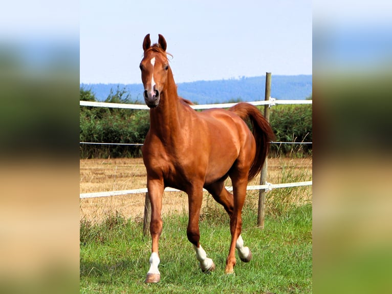 Vollblutaraber Wallach 2 Jahre 159 cm Fuchs in Kehl