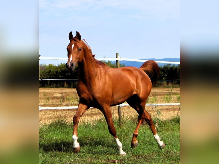 Vollblutaraber Wallach 2 Jahre 159 cm Fuchs in Kehl