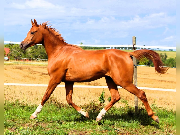 Vollblutaraber Wallach 2 Jahre 159 cm Fuchs in Kehl