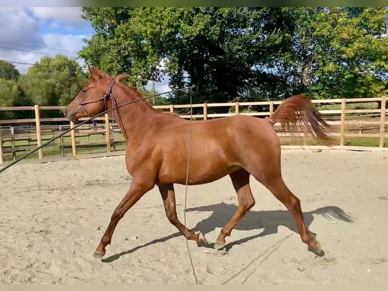 Vollblutaraber Wallach 2 Jahre 160 cm Dunkelfuchs in Laurenan