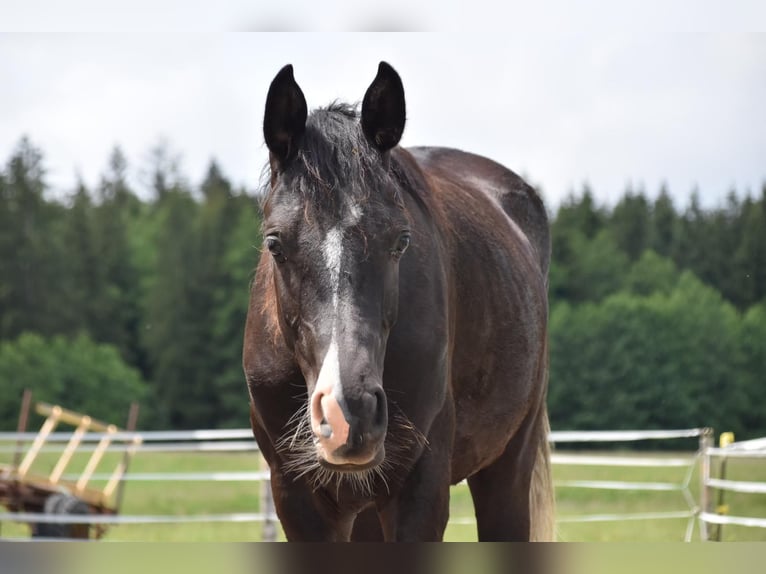 Vollblutaraber Wallach 2 Jahre 160 cm Rappe in Peißenberg