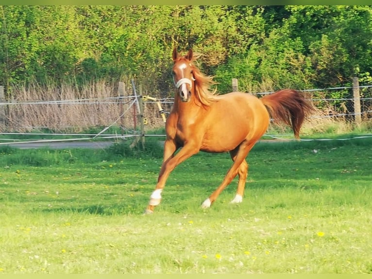 Vollblutaraber Wallach 2 Jahre 162 cm Fuchs in Harzgerode