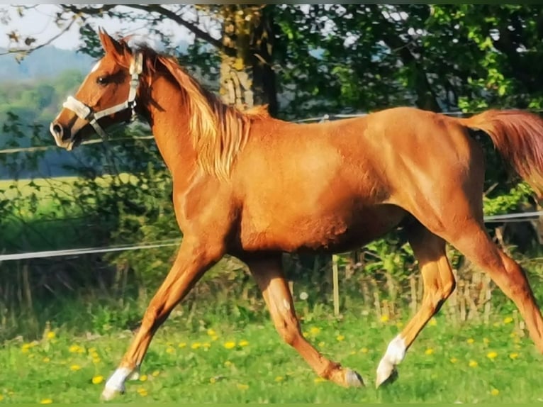 Vollblutaraber Wallach 2 Jahre 162 cm Fuchs in Harzgerode
