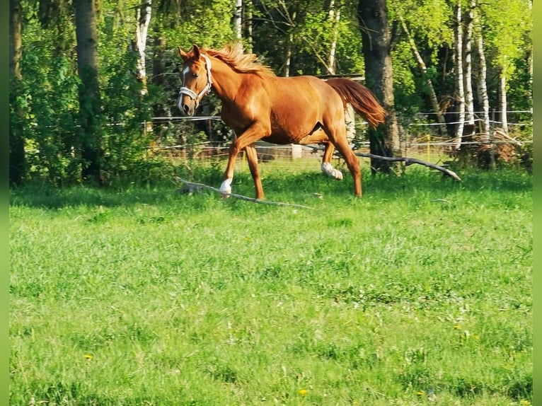 Vollblutaraber Wallach 2 Jahre 162 cm Fuchs in Harzgerode