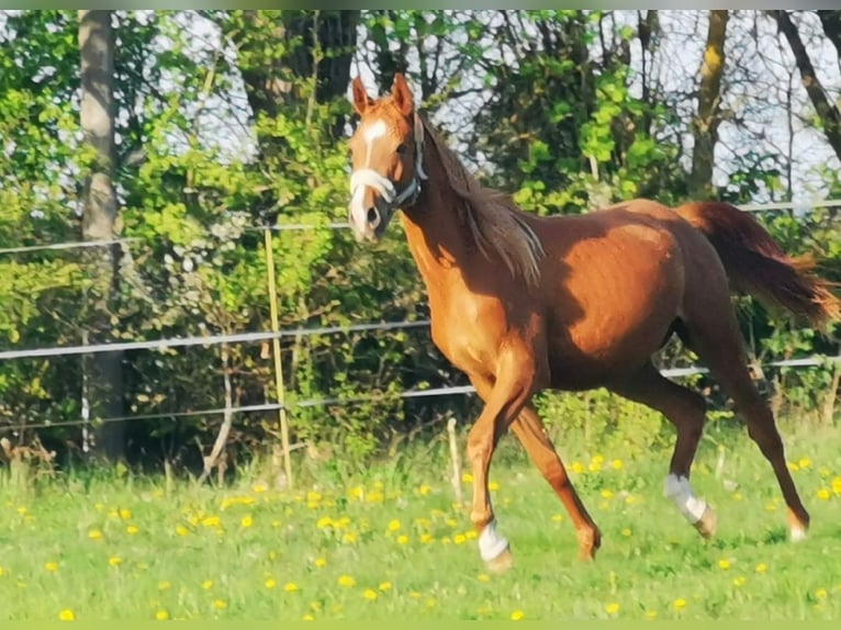 Vollblutaraber Wallach 2 Jahre 162 cm Fuchs in Harzgerode