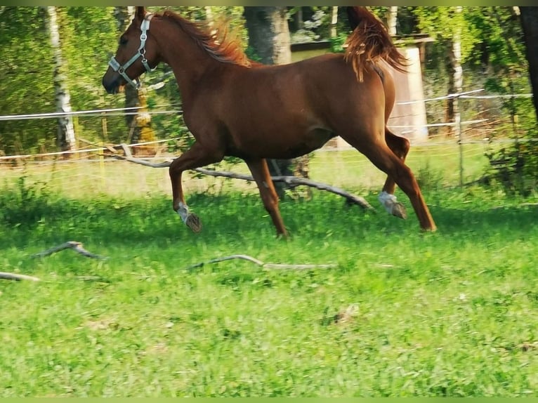 Vollblutaraber Wallach 2 Jahre 162 cm Fuchs in Harzgerode