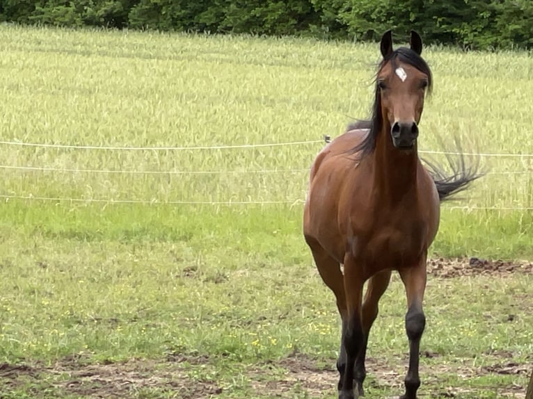 Vollblutaraber Wallach 3 Jahre 150 cm Brauner in Leutershausen
