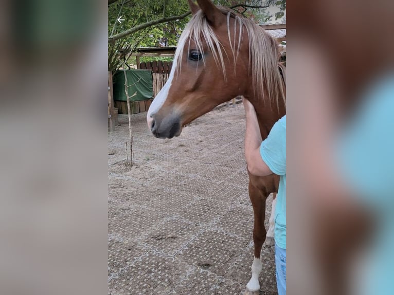 Vollblutaraber Wallach 3 Jahre 150 cm Rappe in Barntrup