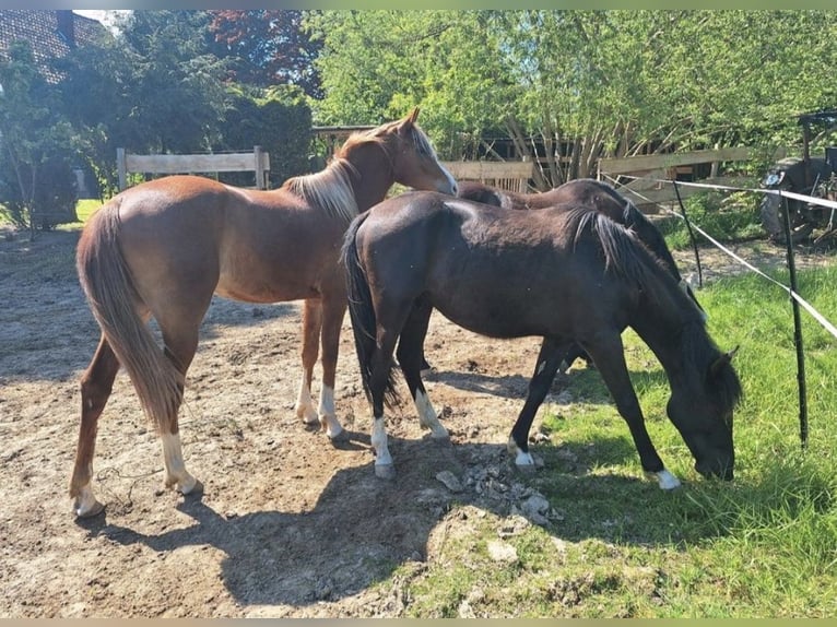 Vollblutaraber Wallach 3 Jahre 150 cm Rappe in Barntrup