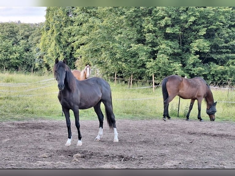 Vollblutaraber Wallach 3 Jahre 150 cm Rappe in Barntrup