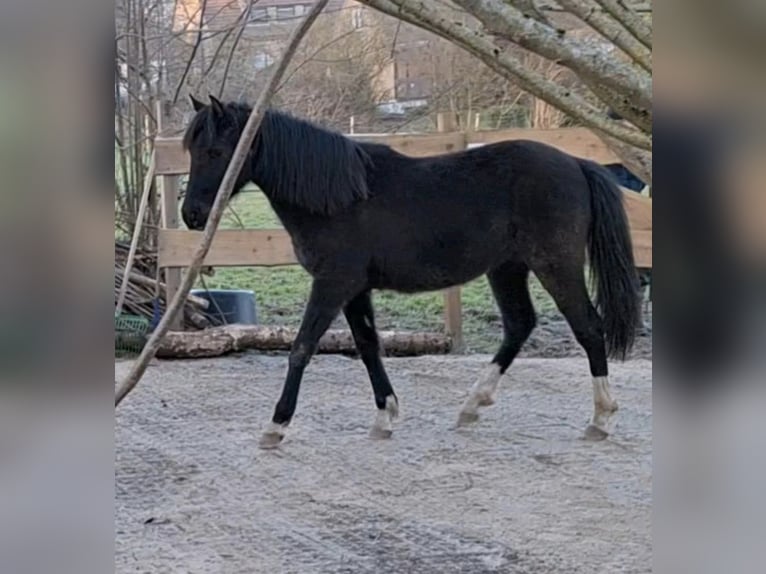 Vollblutaraber Wallach 3 Jahre 150 cm Rappe in Barntrup