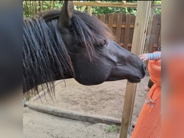 Vollblutaraber Wallach 3 Jahre 150 cm Rappe in Barntrup