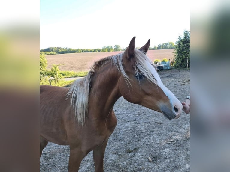Vollblutaraber Wallach 3 Jahre 150 cm Rappe in Barntrup